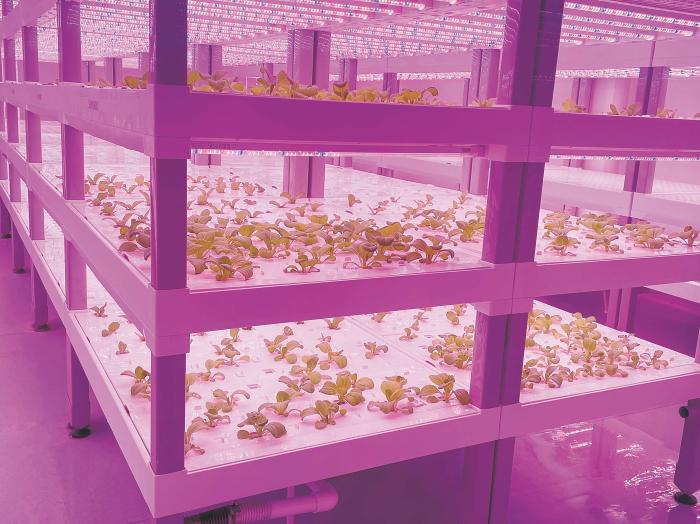 在物美植物工廠里，通過LED燈的照射，蔬菜散發勃勃生機。受訪者供圖
